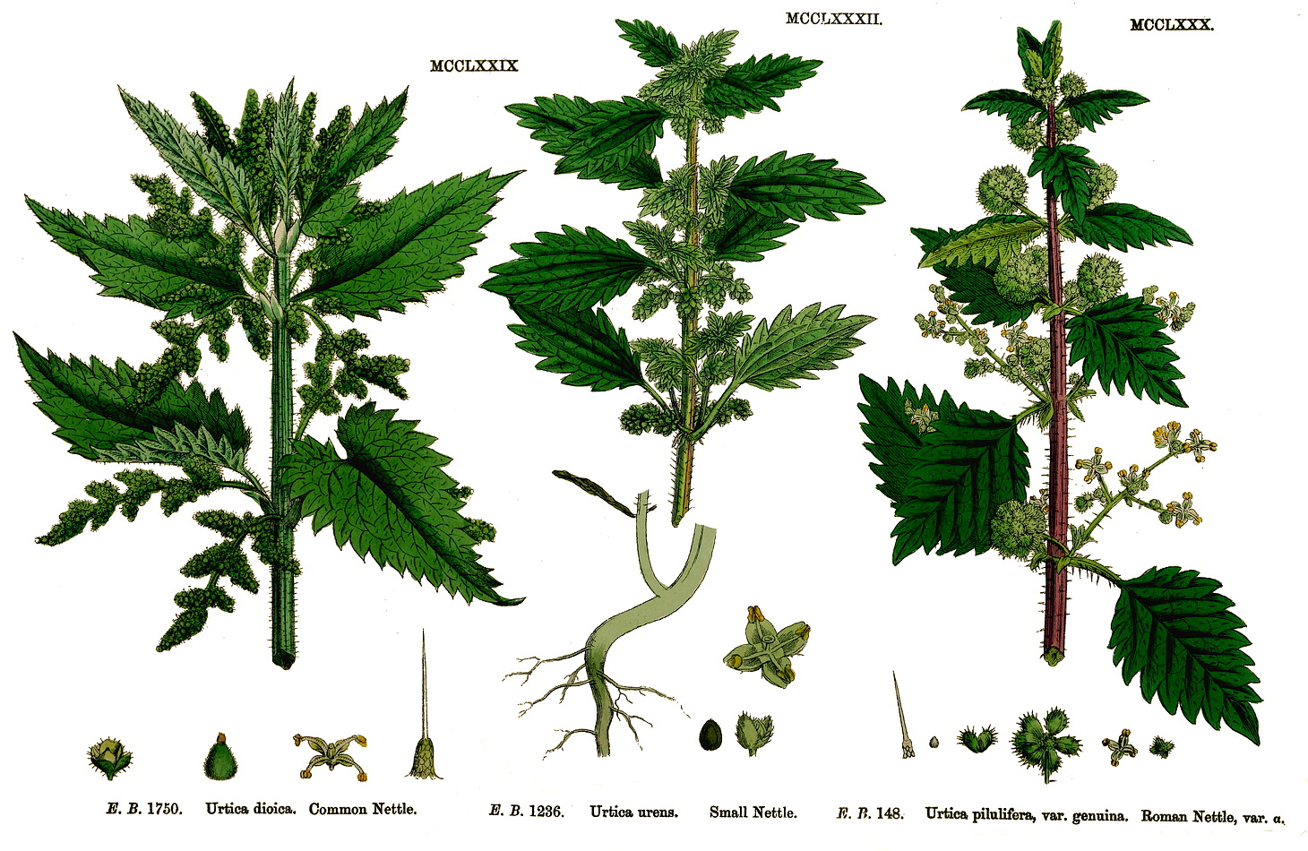 annual nettle